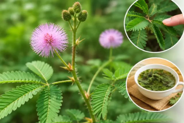 Cây xấu hổ có tác dụng chữa bệnh gì?